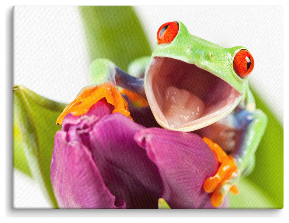 Red Eyed Tree Frog on Purple Tulip Flower Wildlife Photo Canvas Wall Art Print, 18" X 24"