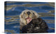 "Sea Otter Yawning, Monterey Bay, California" Artwork, 18" x 12"