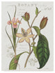 Sue Schlabach ''Vintage Floral III Neutral'' Canvas Art, 32"x24"