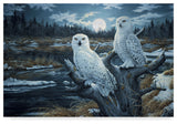 Jeff Tift 'Snowy Owls' Canvas Art, 47"x30"