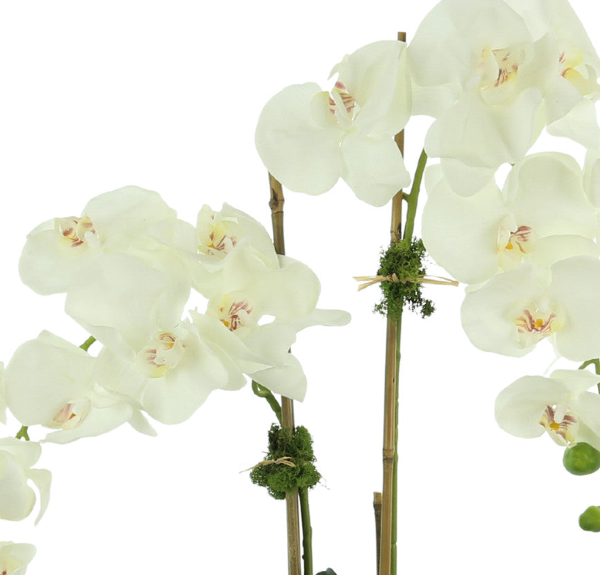 White orchids in a ceramic pot