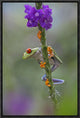 "Red-eyed Tree Frog climbing on flower, Costa Rica"  by Tim Fitzharris, 13x19"