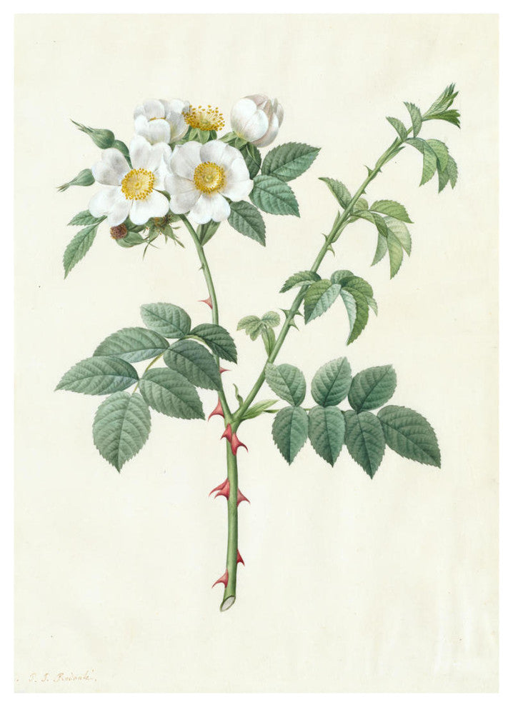 "Rosa Leucantha, 1817ï¿½1824" Paper Print by Pierre Joseph Redoutï¿½, 23"x32"