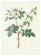 "Rosa Leucantha, 1817ï¿½1824" Paper Print by Pierre Joseph Redoutï¿½, 23"x32"