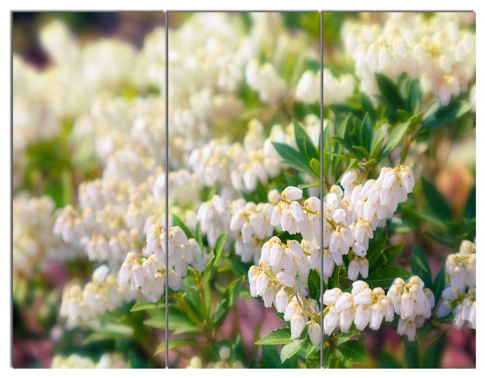 Beautiful Blooming White Flowers, Floral Triptych Canvas Print, 36x28, 3 Panels