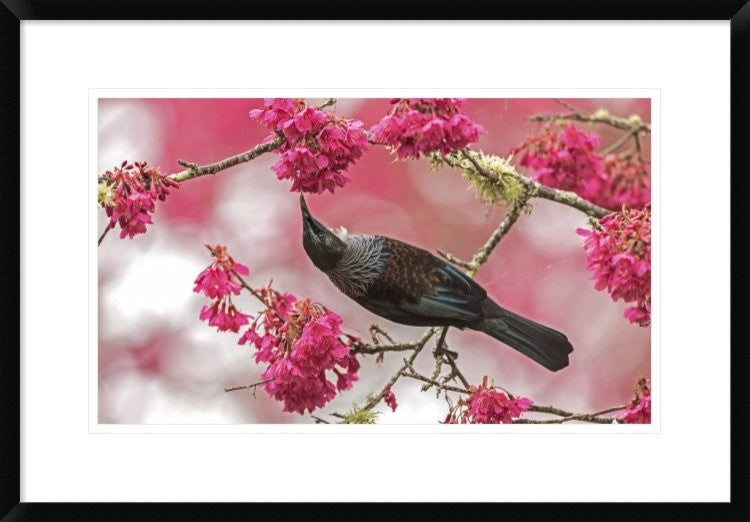 "Tui 39" Framed Digital Print by Kurien Yohannan, 30"x20"