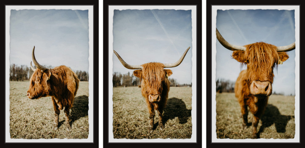Sweeping Horns Triptych, Set of 3, 16x24 Panels
