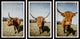 Sweeping Horns Triptych, Set of 3, 16x24 Panels