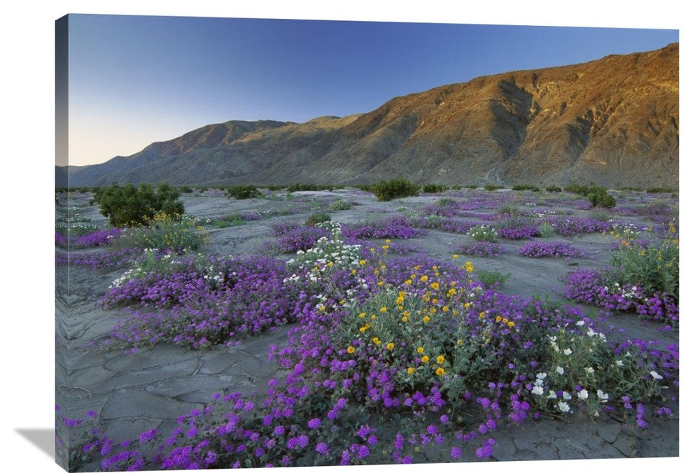 "Sand Verbena And Sunflowers Anza-Borrego Desert State Park, California" Artwork
