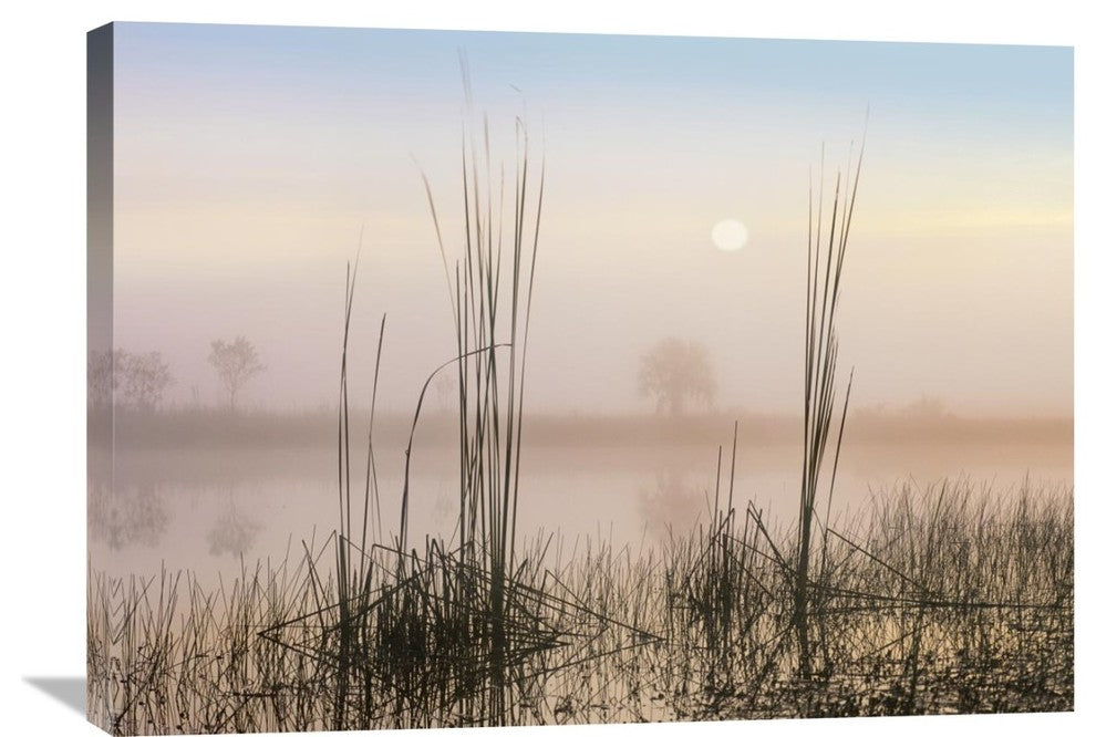 "Reeds In Sweet Bay Pond, Everglades National Park, Florida" Artwork, 32" x 24"