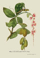 Blue Lizard and Neva Tree- Fine Art Giclee Print 24" x 36"