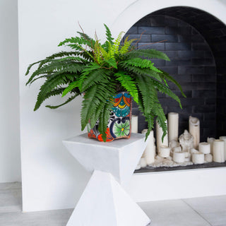 Lifestyle shot: real environment with fireplace; full plant visible.