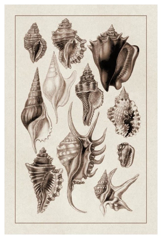 "Shells: Trachelipoda #5 (Sepia)" Digital Paper Print by G.B. Sowerby, 22"x32"