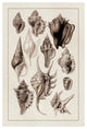 "Shells: Trachelipoda #5 (Sepia)" Digital Paper Print by G.B. Sowerby, 22"x32"