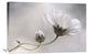 "Cosmos" Stretched Canvas Giclee by Mandy Disher, 30"x20"