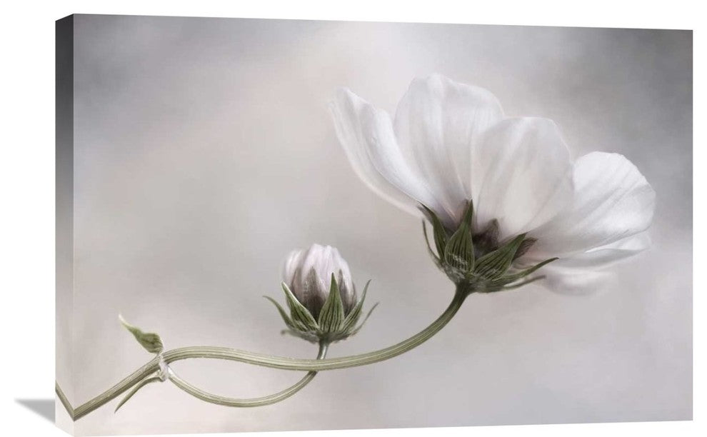 "Cosmos" Stretched Canvas Giclee by Mandy Disher, 30"x20"