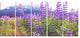 Meadow in Alaska with Purple Flowers, Floral Canvas Art Print, 60"x28", 5 Panels