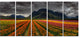Beautiful Colored Tulips Panorama, Landscape Canvas Art, 60"x28", 5 Panels