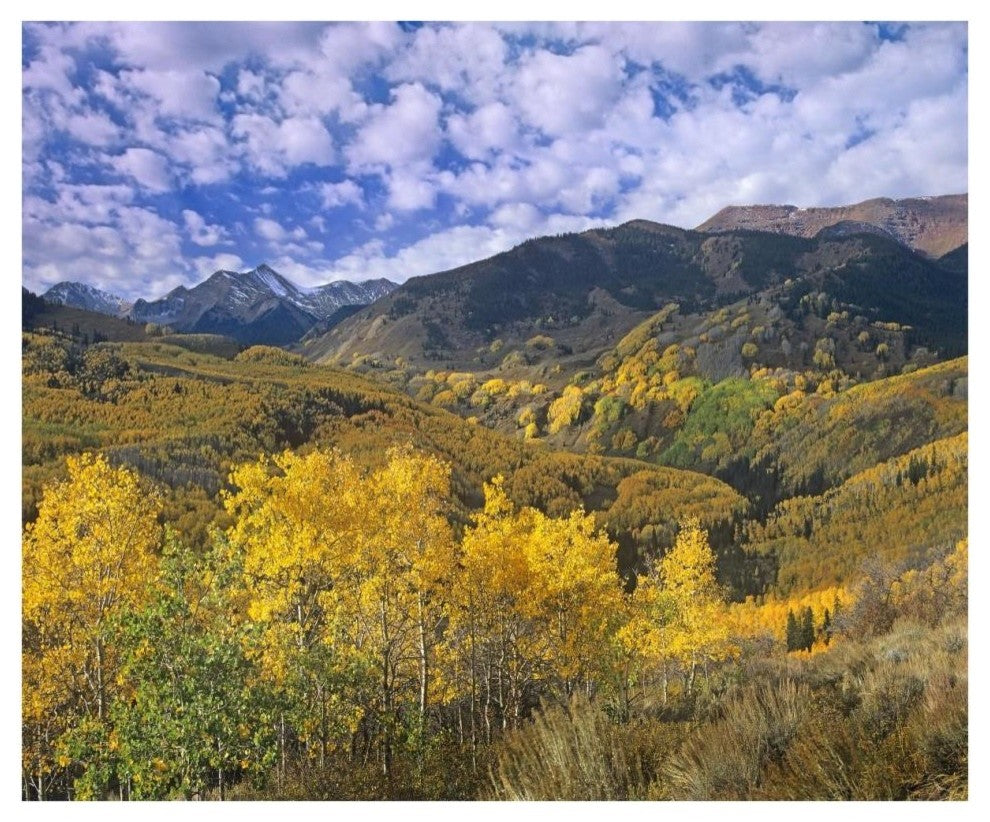 "Quaking Aspen in autumn, Colorado" Paper Print by Tim Fitzharris, 38"x32"