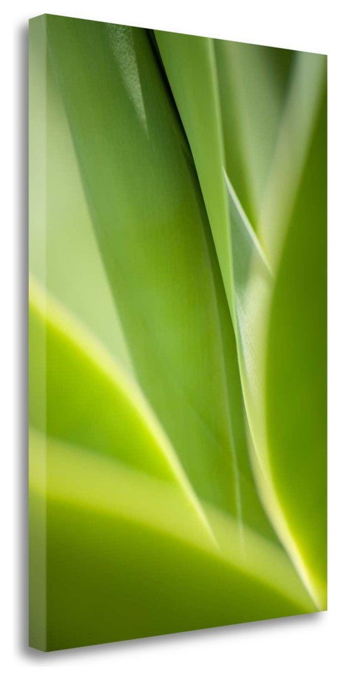 "Agave 2" By Jonathan Nourok, Giclee Print on Gallery Wrap Canvas, Ready to Hang