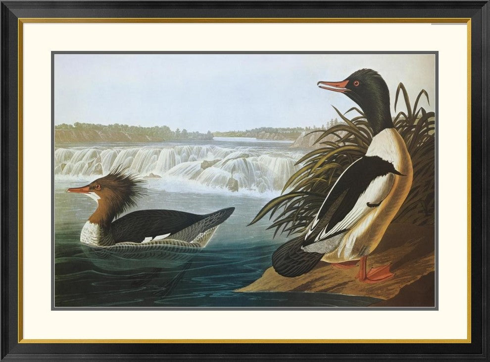 "Goosander" Framed Digital Print by John James Audubon, 46x34"