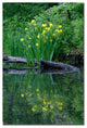 'Wild Iris Reflections II' Canvas Art by Kurt Shaffer