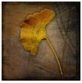 John W. Golden 'Gingko Brown' Canvas Art, 24"x24"