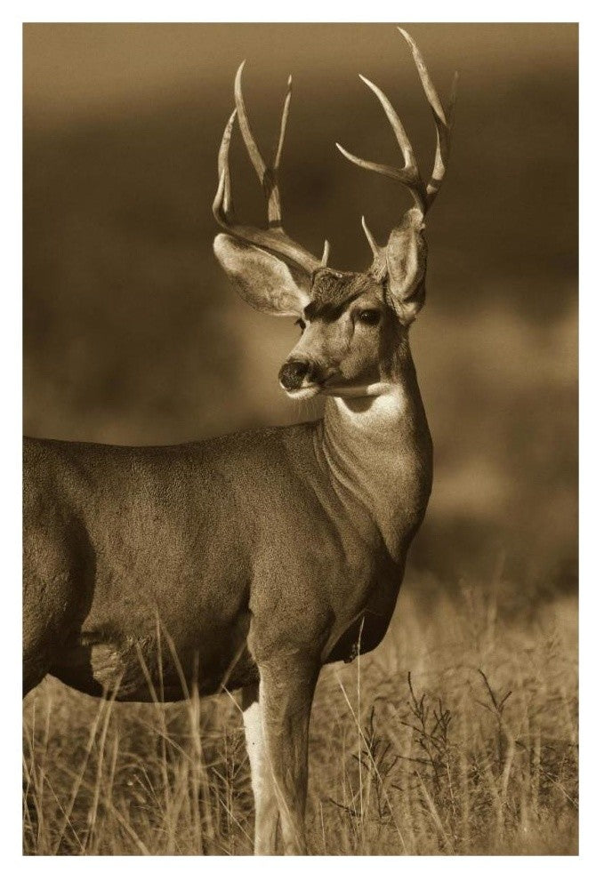 "Mule Deer male in dry grass, North America - Sepia" Paper Art, 22"x32"