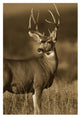 "Mule Deer male in dry grass, North America - Sepia" Paper Art, 22"x32"