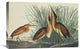 "Least Bittern" Stretched Canvas Giclee by John James Audubon, 24"x16"