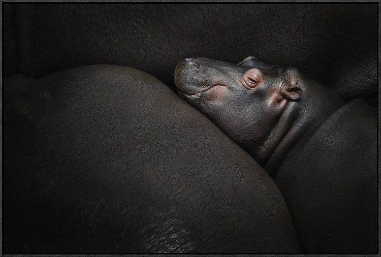"Dreamin" Framed Canvas Giclee by Zdenek Vales, 37x25"