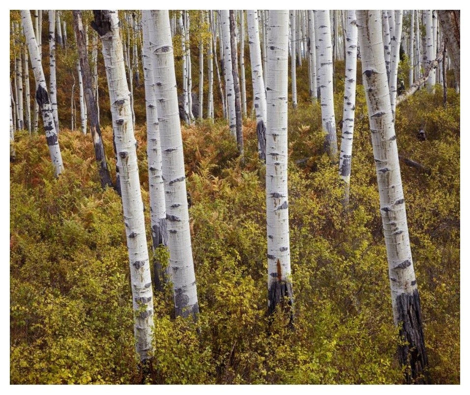 "Quaking Aspen trees in autumn" Digital Paper Print by Tim Fitzharris, 24"x20"