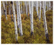 "Quaking Aspen trees in autumn" Digital Paper Print by Tim Fitzharris, 24"x20"