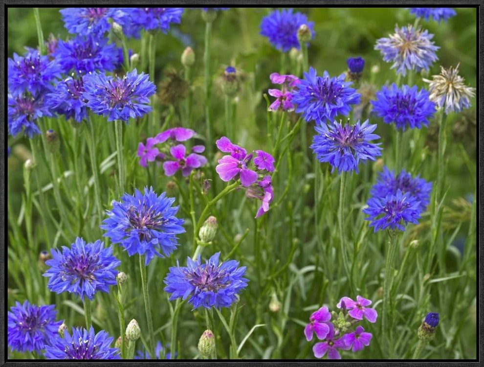Cornflower and Pointed Phlox Blooming In Grassy Field, North America, 24"x18"