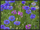 Cornflower and Pointed Phlox Blooming In Grassy Field, North America, 24"x18"
