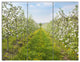 Bloomy Peach Forest Photography, Floral Triptych Canvas Print, 36x28, 3 Panels