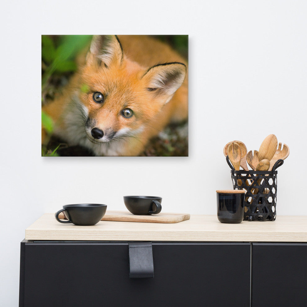 Young Red Fox Face Animal Wildlife Nature Photograph Canvas Wall Art Prints, 16" X 20"