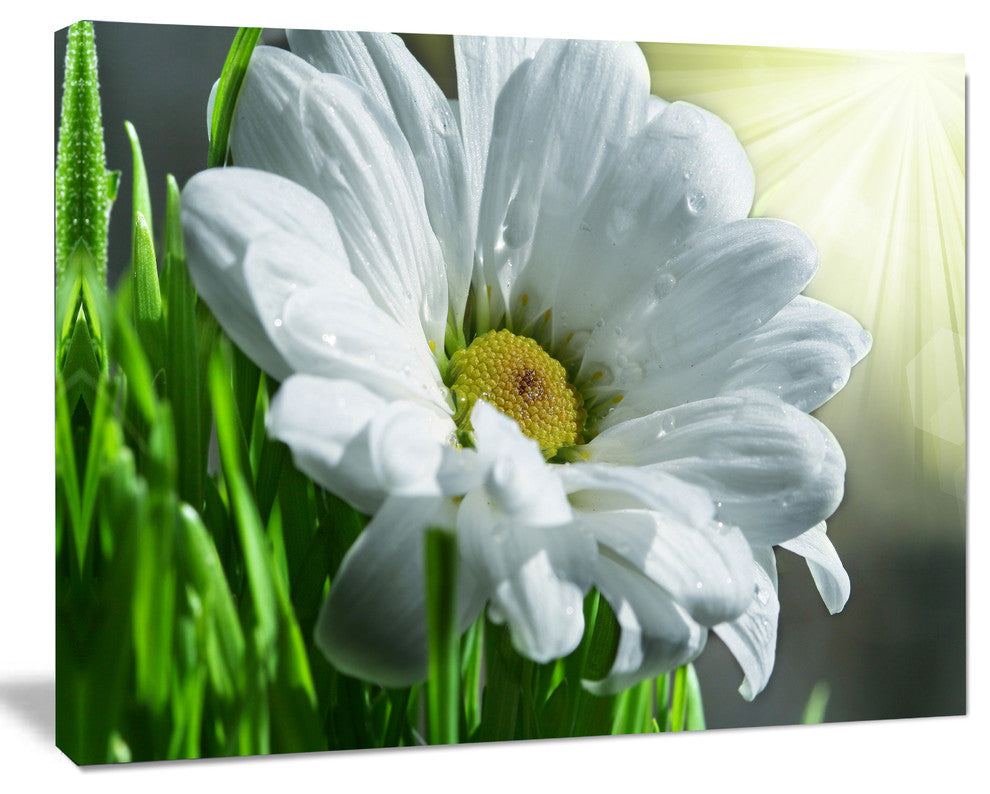 Single Beautiful Daisy Flower, Large Flower Canvas Art Print, 20"x12"