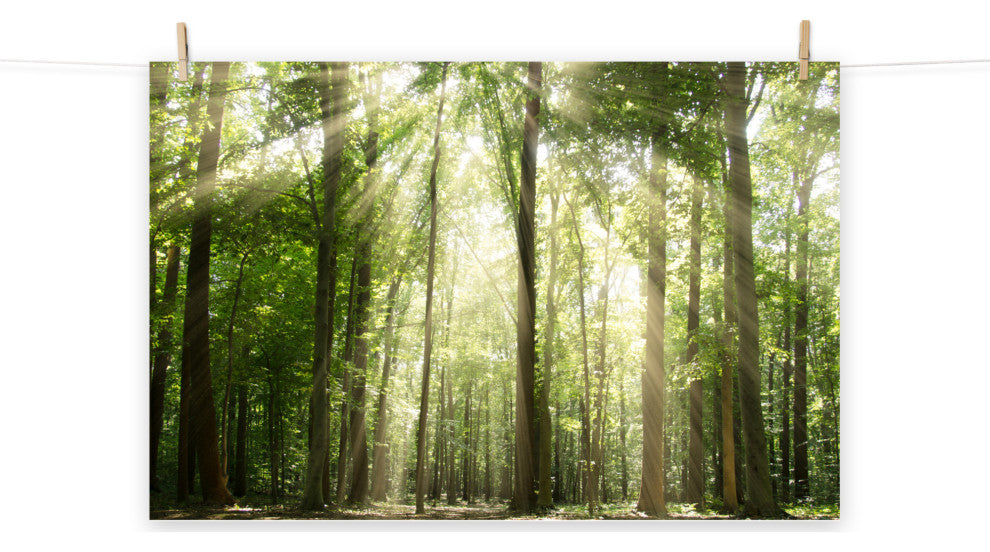 Sun Rays Through Treetops Landscape Photo Unframed Wall Art Print, 24" X 36"