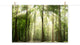 Sun Rays Through Treetops Landscape Photo Unframed Wall Art Print, 24" X 36"