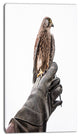 Kestrel Sitting on Falconer Hand, Abstract Canvas Art Print, 16"x32"