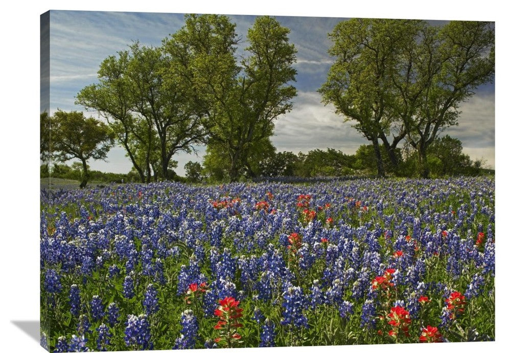 "Sand Bluebonnets And Indian Paintbrush In Bloom, Hill Country, Texas" Artwork