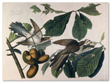 'Yellow-Billed Cuckoo' Canvas Art by John James Audubon