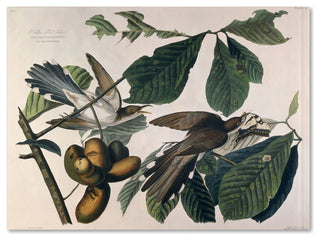 'Yellow-Billed Cuckoo' Canvas Art by John James Audubon