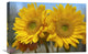 "Common Sunflower Flowers, North America" Artwork, 24" x 16"