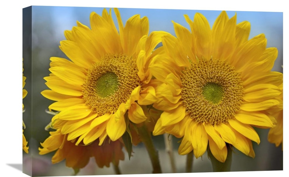 "Common Sunflower Flowers, North America" Artwork, 24" x 16"