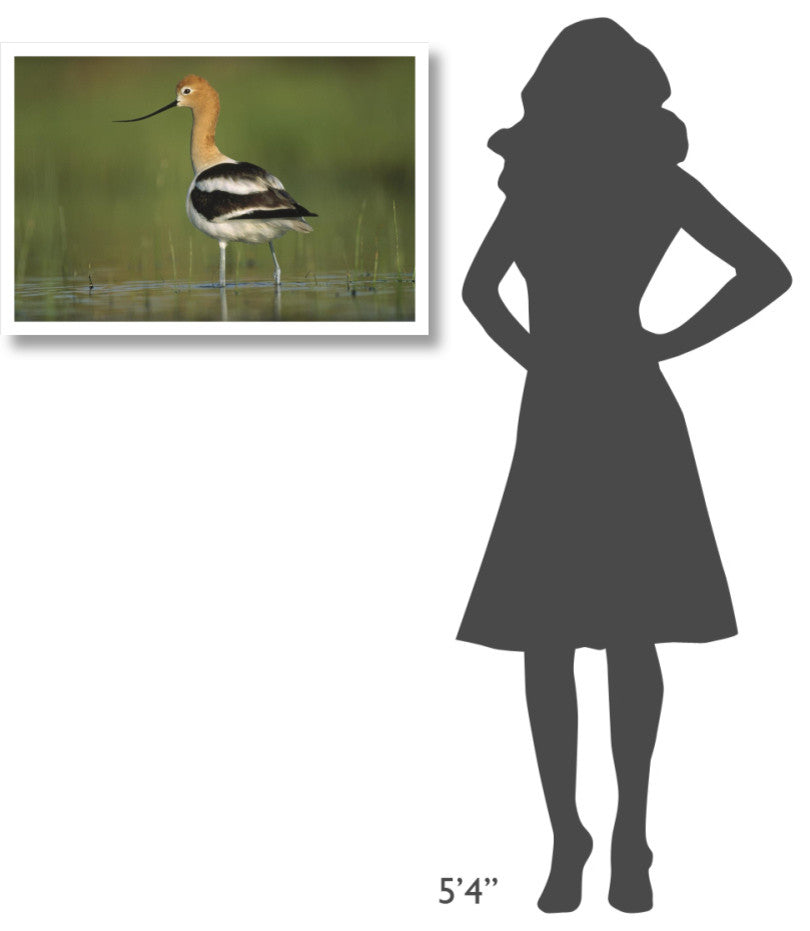 "American Avocet in breeding plumage wading, North America" Paper Art, 32"x22"
