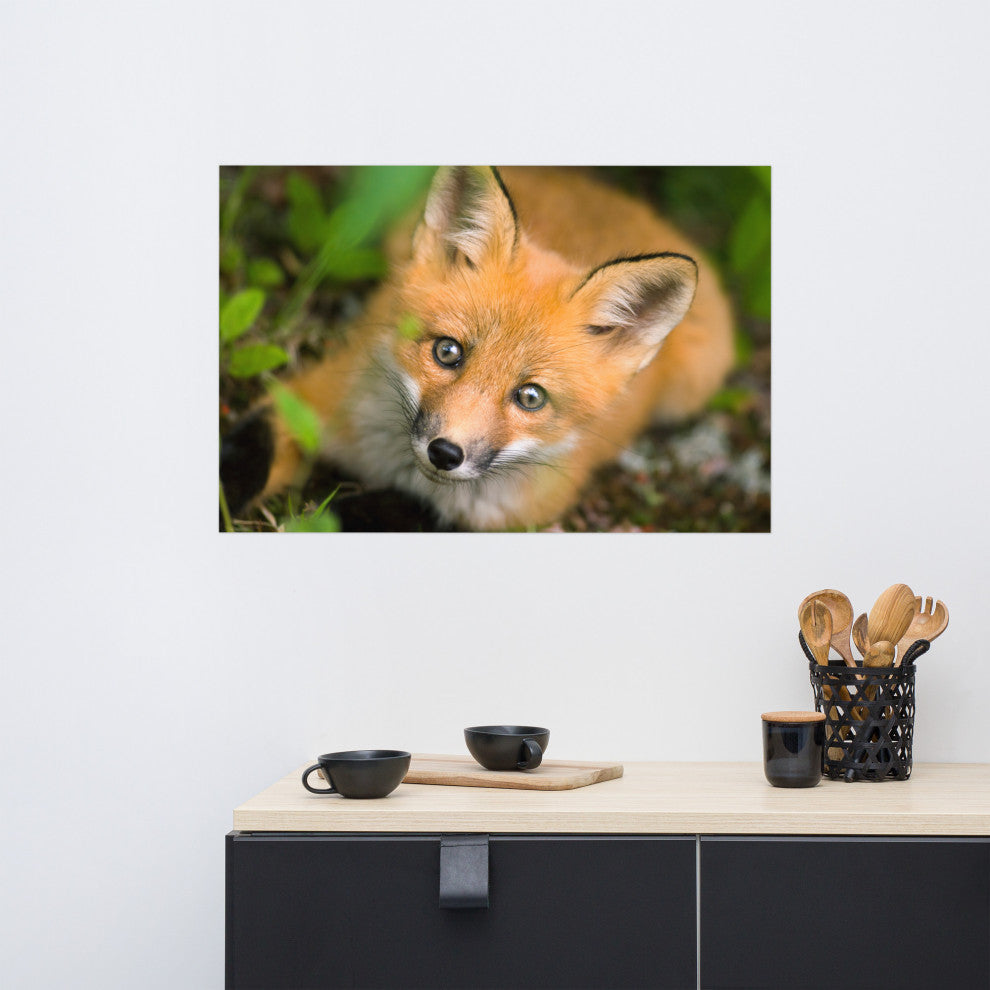 Young Red Fox Face Animal Wildlife Nature Photograph Loose Wall Art Print, 24" X 36"