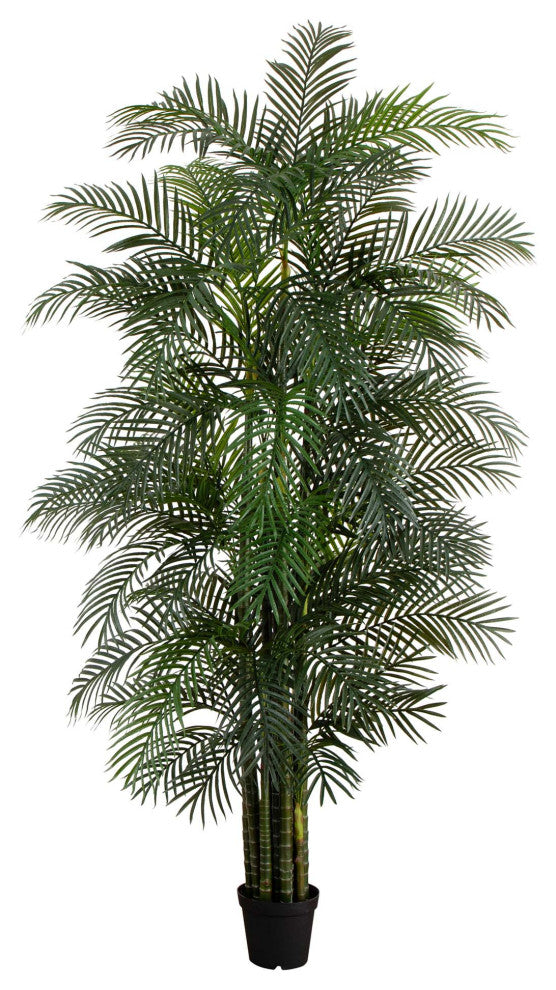 Full plant in a pot on a white background, fully visible (primary_product).