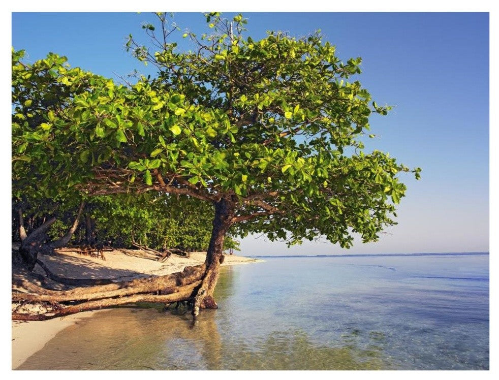 "Roatan Island, Honduras" Digital Paper Print by Tim Fitzharris, 34"x26"